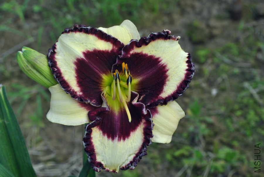 F1��986���ر�ʯ1 (4).jpg