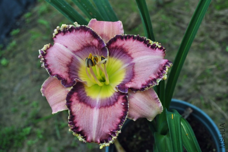 F1��965�����赸1 (5).jpg