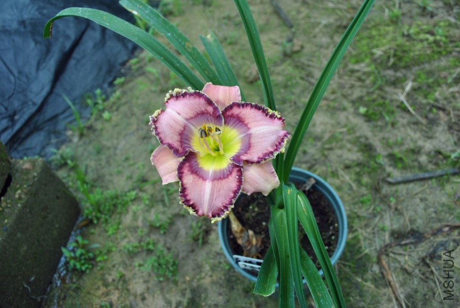 F1��965�����赸1 (6).jpg