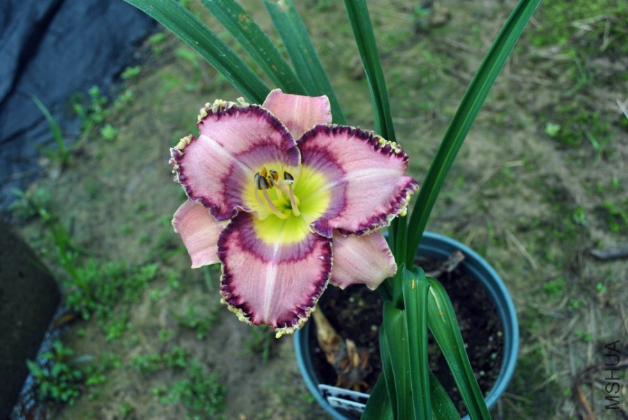 F1��965�����赸1 (7).jpg