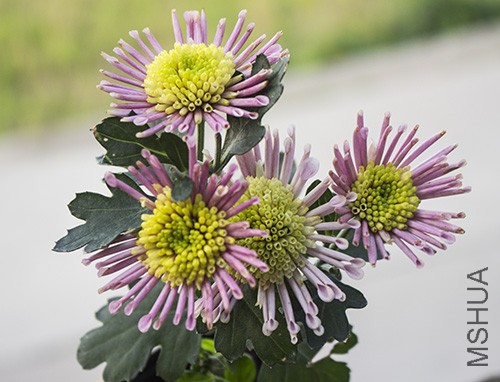 IMG_9854jpg0603.jpg