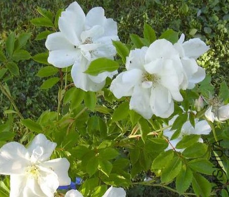 Morden Snowbeauty3.JPG