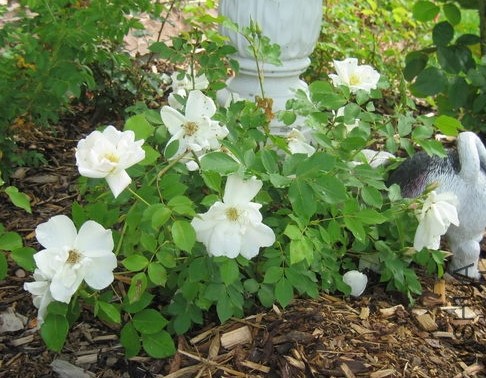 Morden Snowbeauty4.JPG