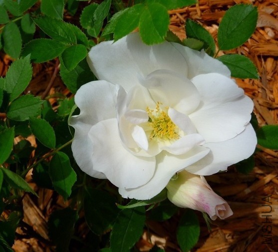Morden Snowbeauty.JPG