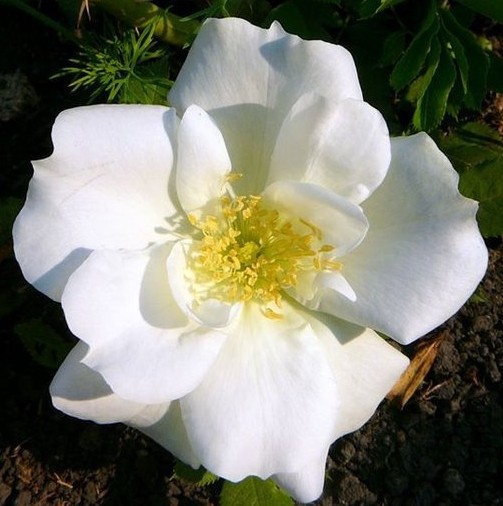 Morden Snowbeauty2.JPG
