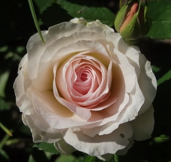 Morden Blush.JPG