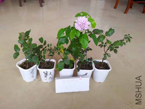 IMG20160610105118.jpg