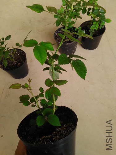 IMG20160610105337.jpg