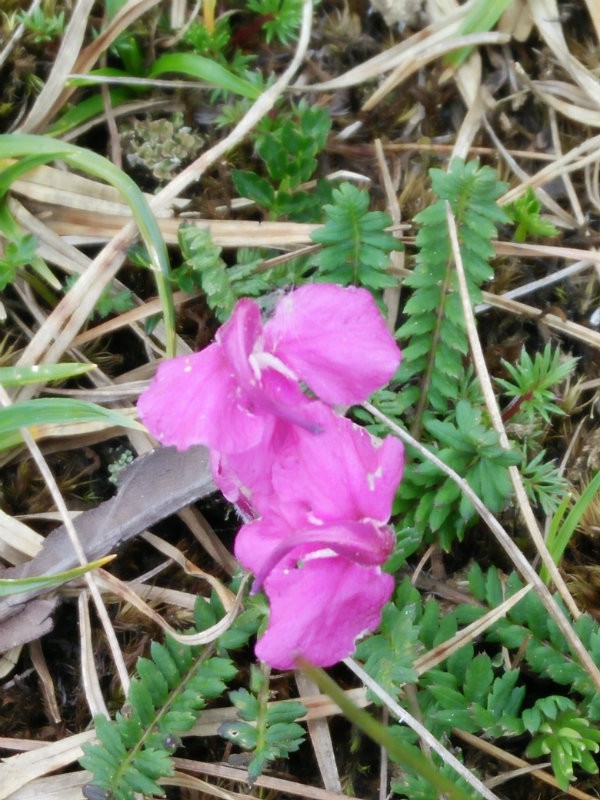 IMG20160609151741.jpg