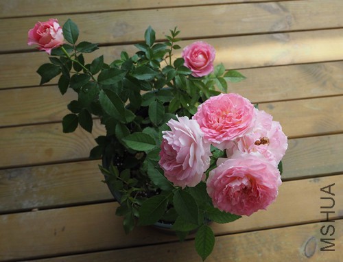 P7070.jpg