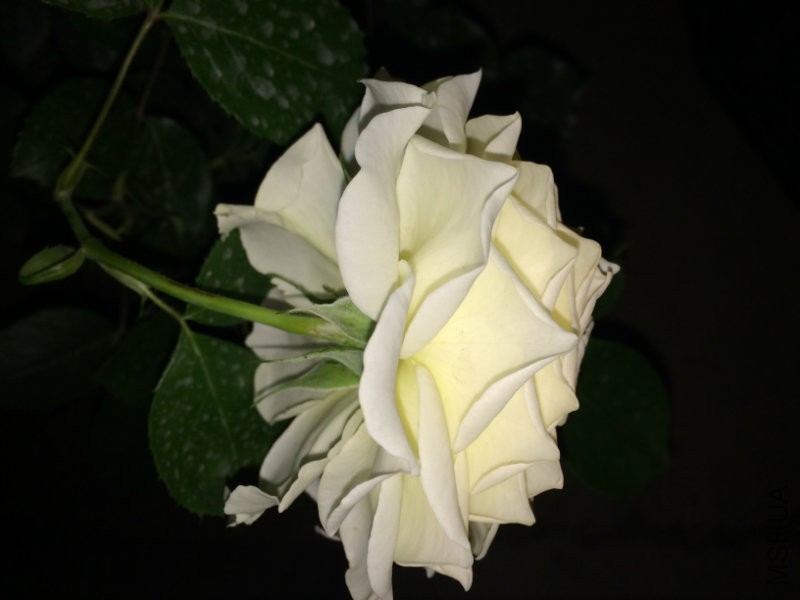 IMG_0823.JPG