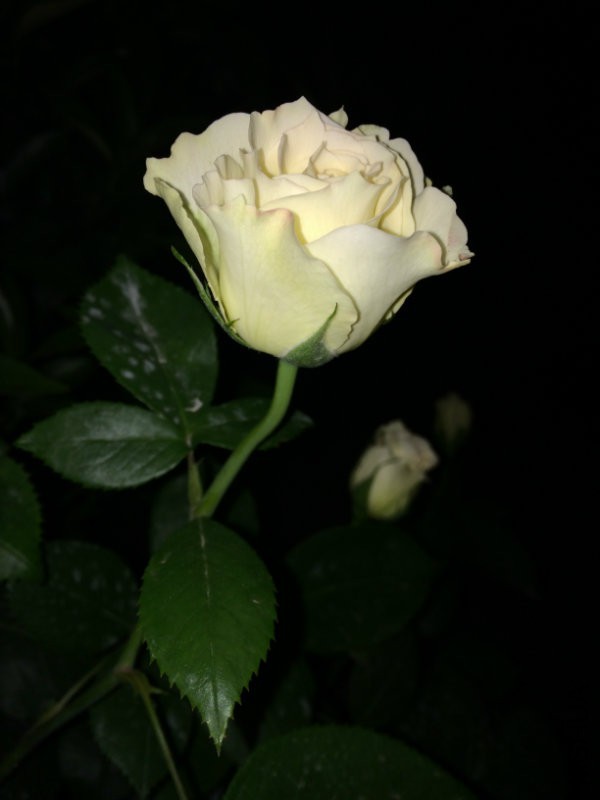 IMG_0826.JPG