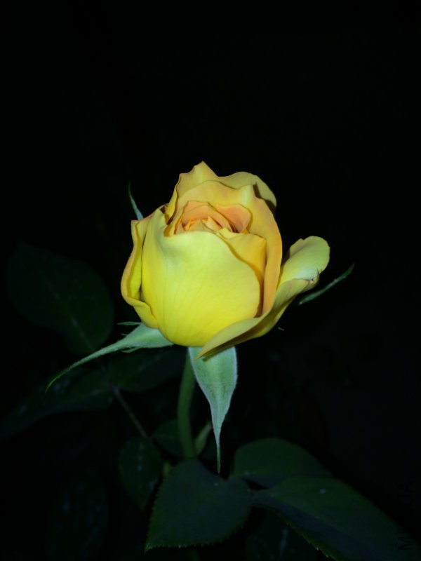 IMG_0864.JPG