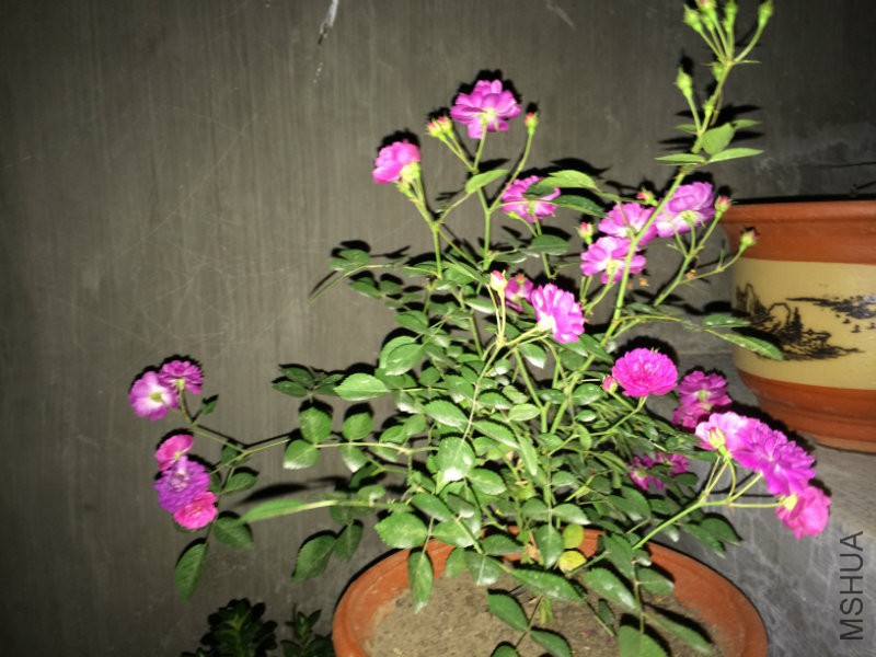 IMG_0828.JPG