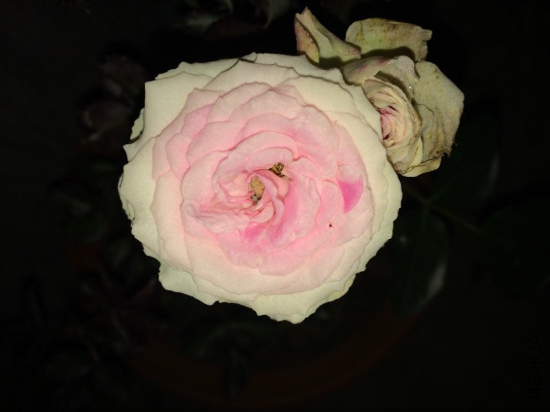 IMG_0815.JPG
