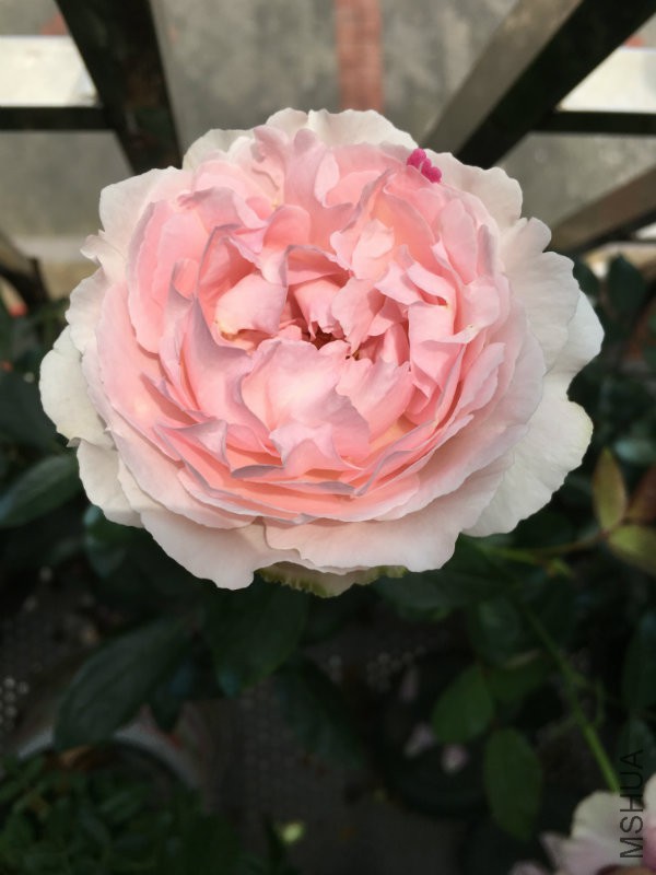 psb (3).jpg