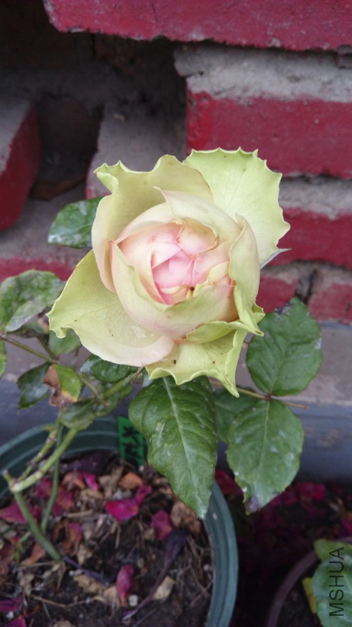 IMAG0577.jpg