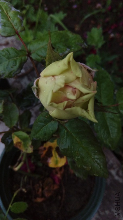 IMAG0567.jpg