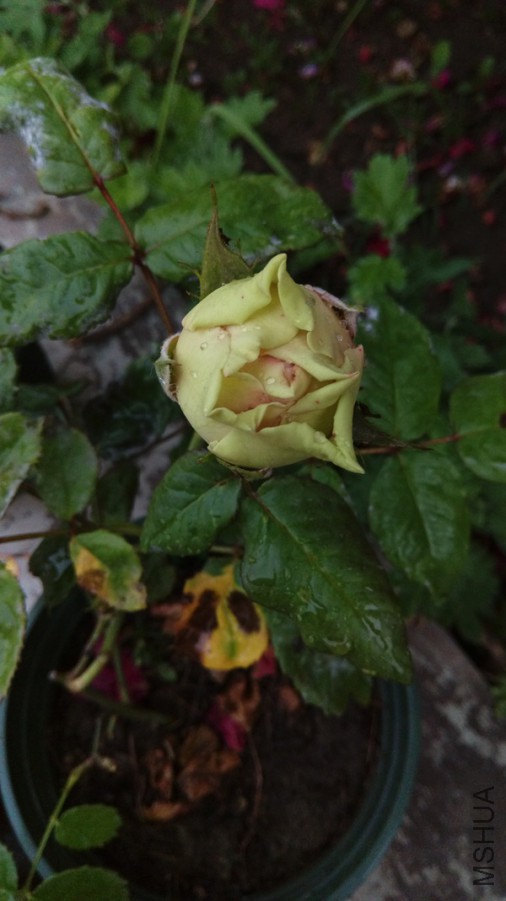 IMAG0568.jpg