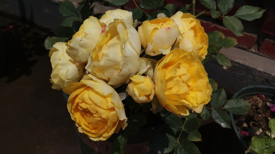 IMAG0570.jpg