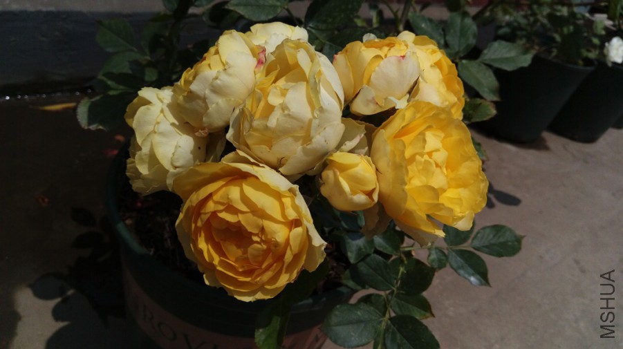 IMAG0571.jpg