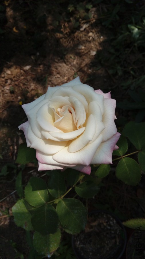 IMAG0572.jpg