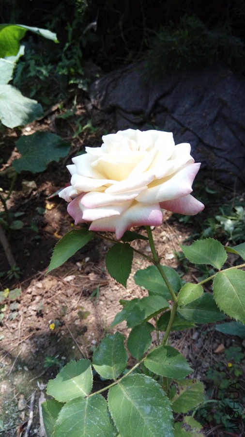 IMAG0573.jpg