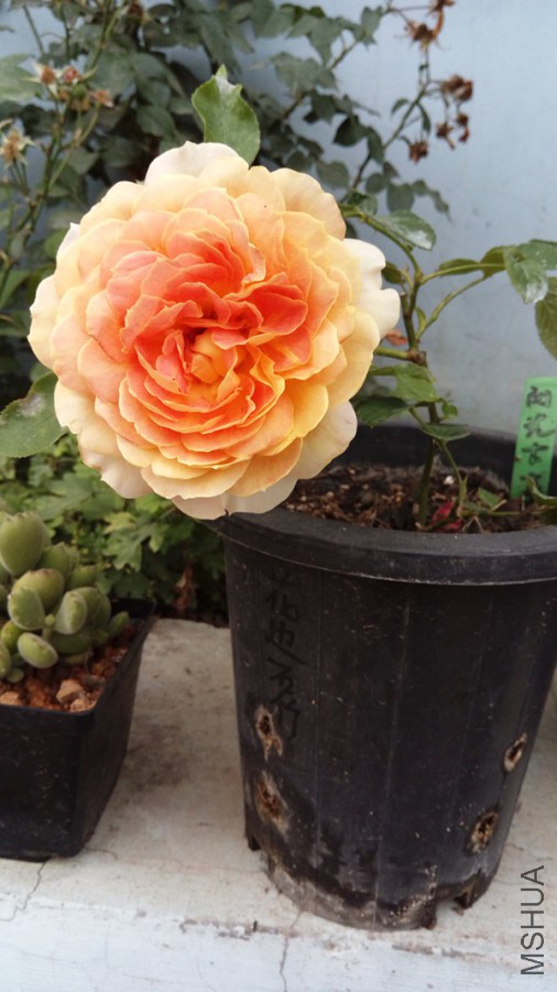IMAG0576.jpg
