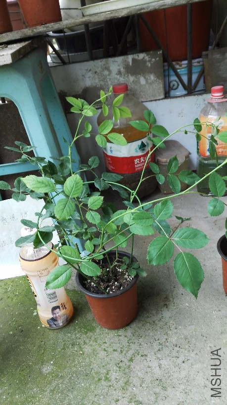 BigBull_IMG_20160611_131955.jpg
