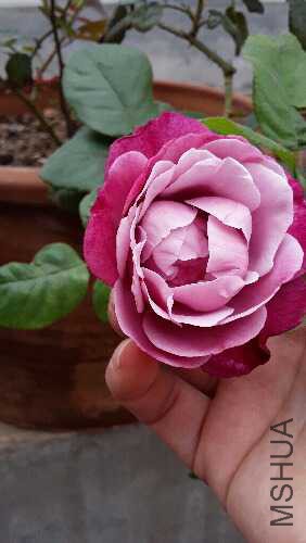 20160612_092141.jpg