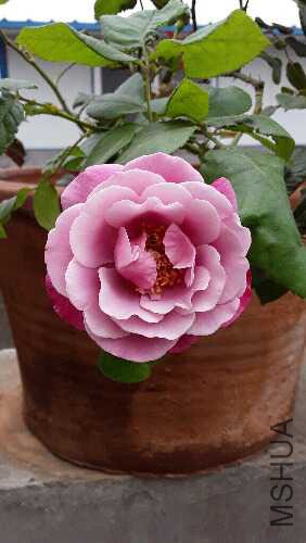 20160612_092126.jpg