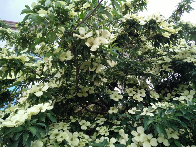 IMG20160609112411.jpg