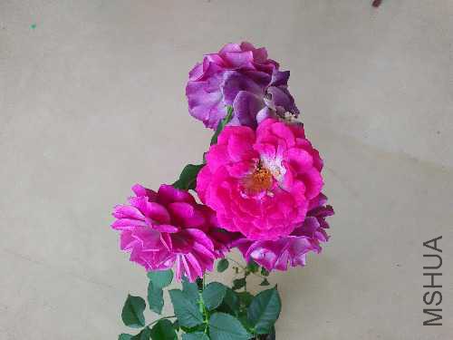 IMG20160609143620.jpg