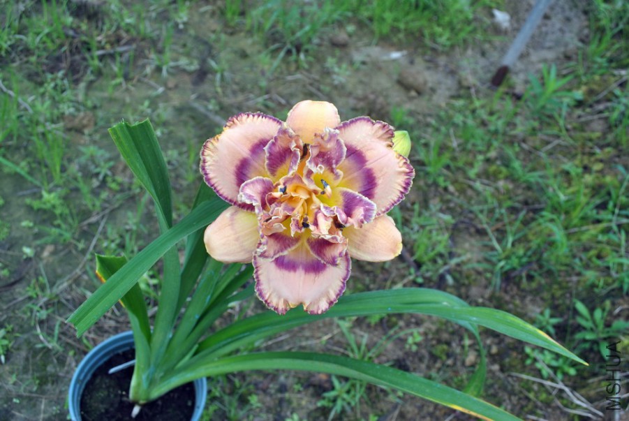 F1��1055ˮƿ��1 (2).jpg