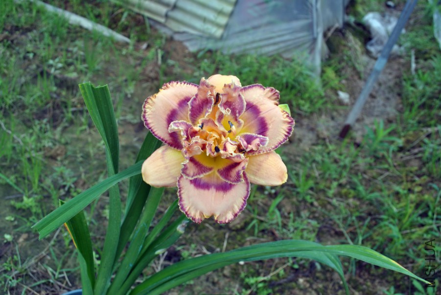 F1��1055ˮƿ��1 (3).jpg