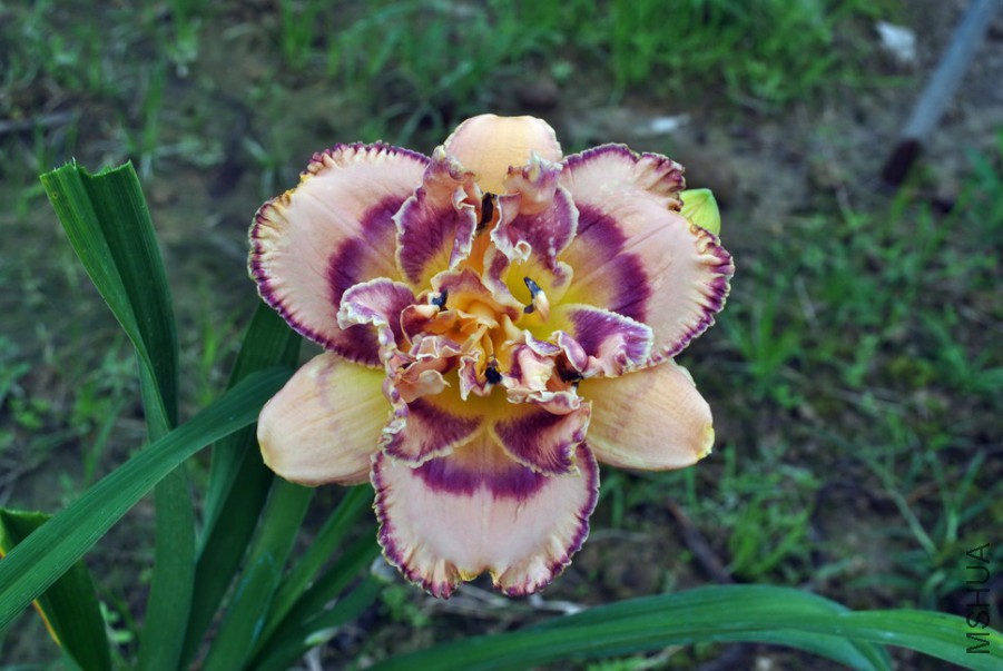 F1��1055ˮƿ��1 (4).jpg