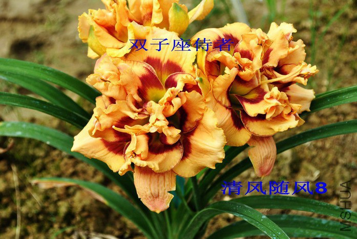 102˫��������(GEMINI JACK)4.jpg