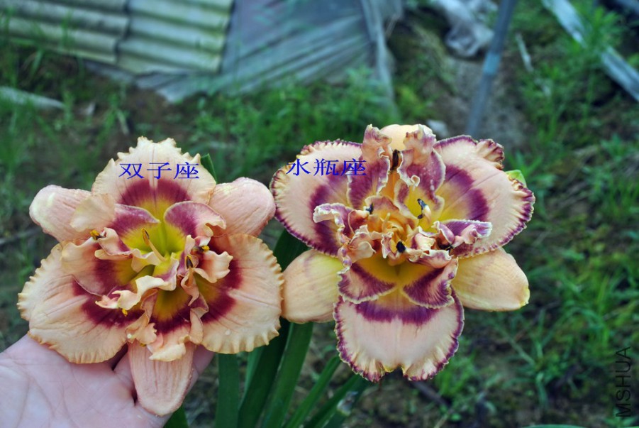 F1��1055ˮƿ��1 (6).jpg