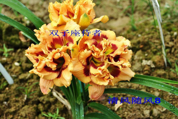 102˫��������(GEMINI JACK)6.jpg