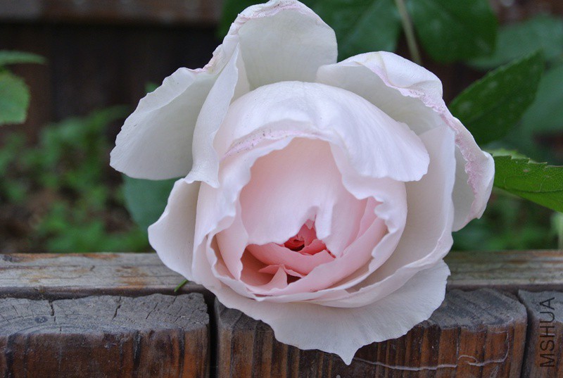 DSC_2493.JPG