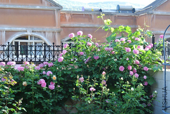 DSC_2471.JPG