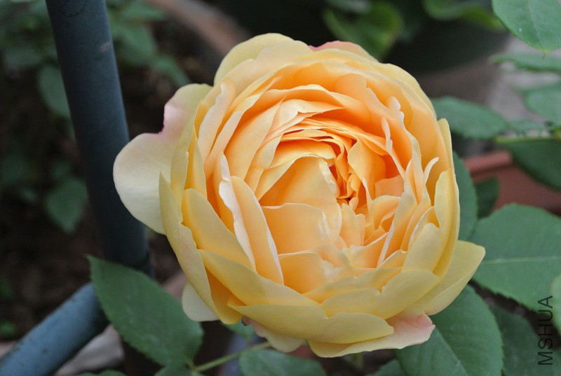 DSC_2487.JPG