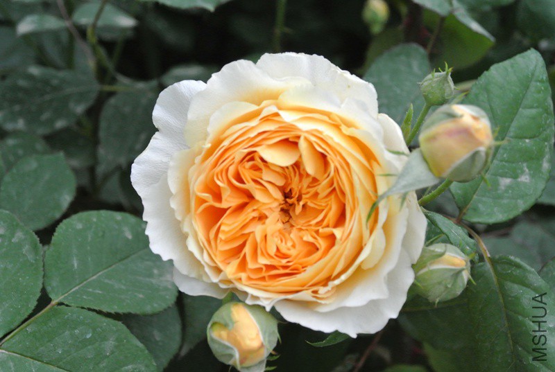 DSC_2400.JPG