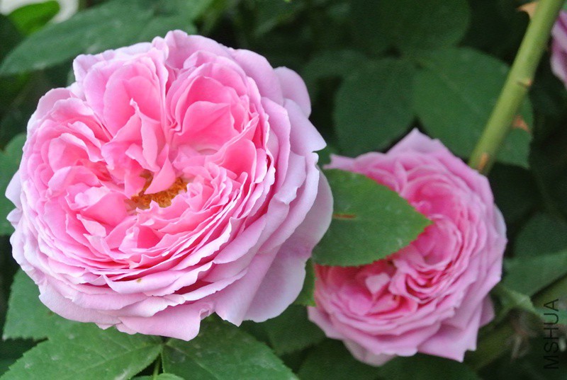 DSC_2345.JPG