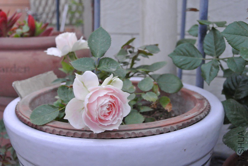 DSC_2365.JPG