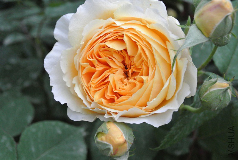 DSC_2389.JPG