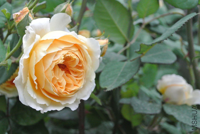 DSC_2390.JPG