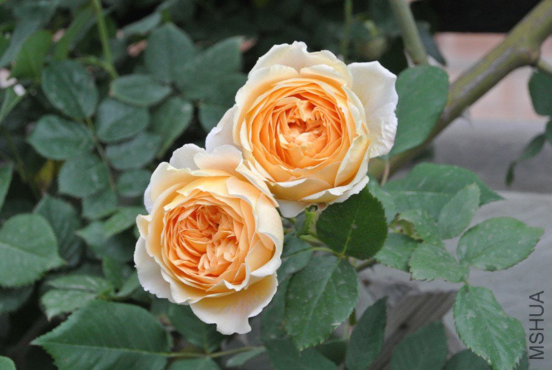 DSC_2391.JPG