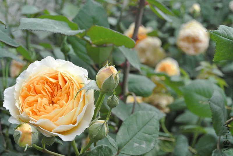 DSC_2398.JPG