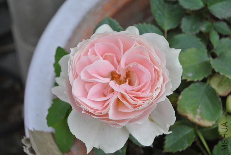DSC_2399.JPG